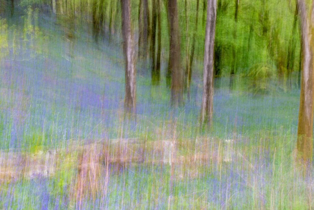 Rydal Woods using Intentional Camera Movement