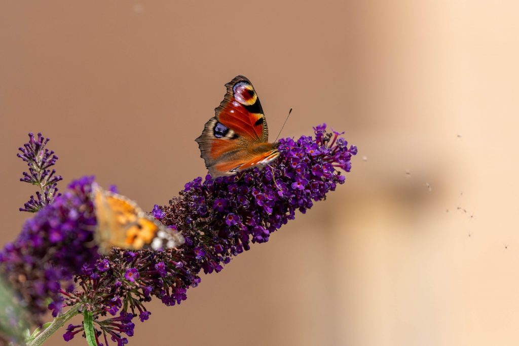 Peacock Butterfly and Painted Lady