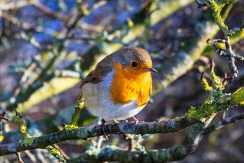 Winter Robin