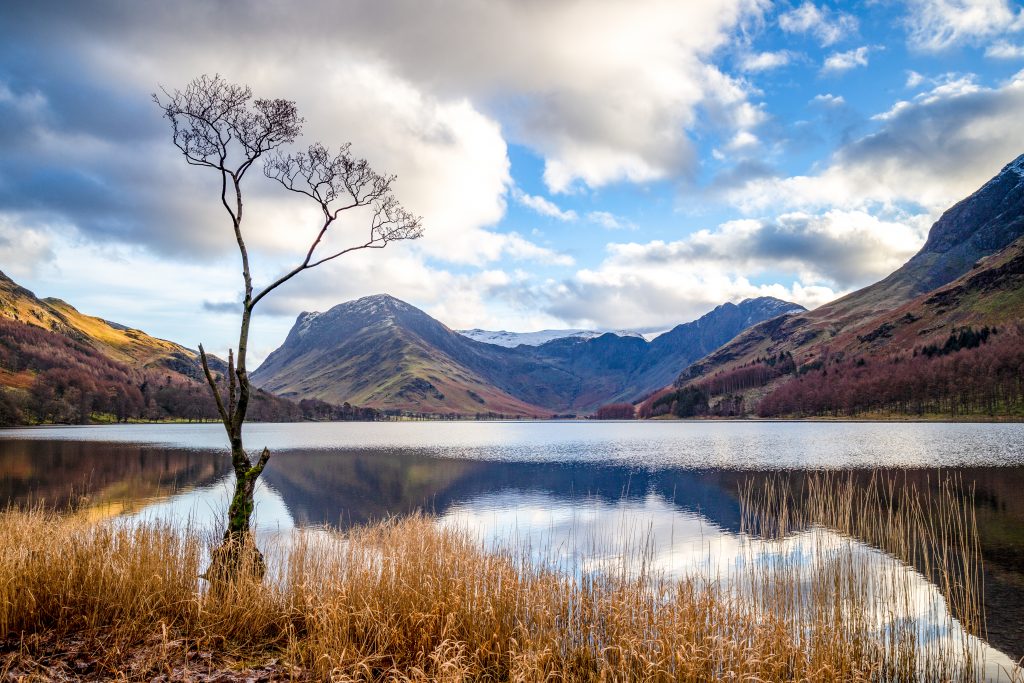 The Lone Tree Buttermere