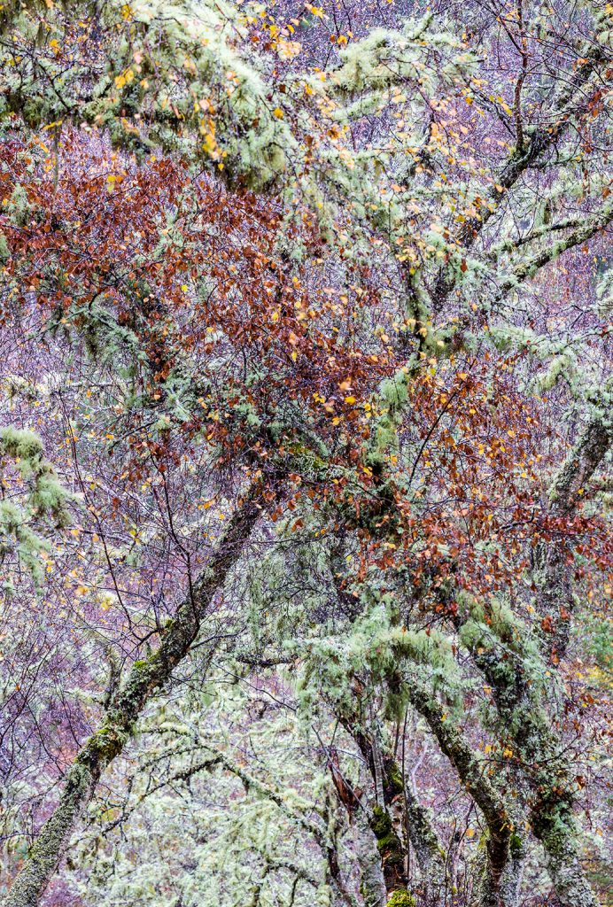 Lichen on the branches