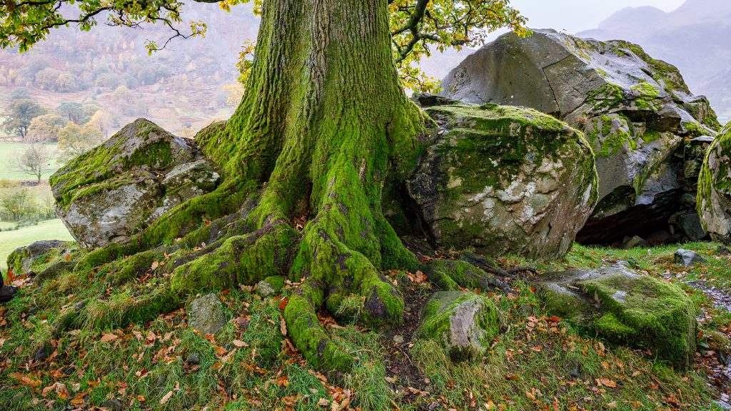 Tree surrounded by boulders