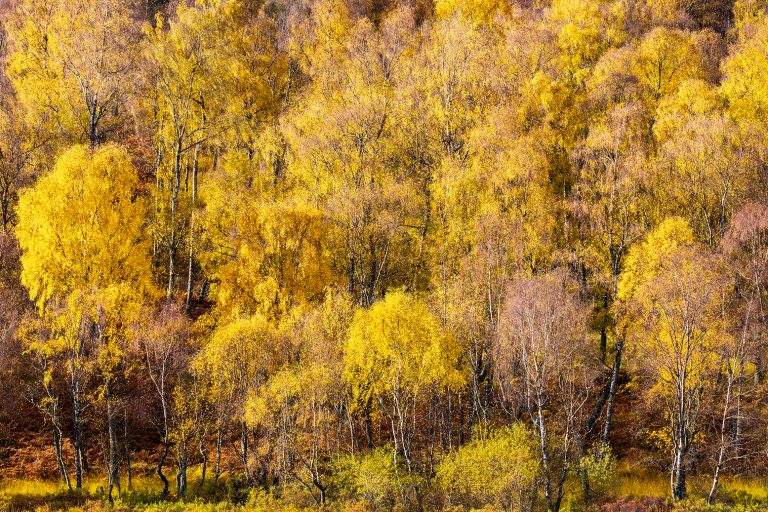 Bank of trees