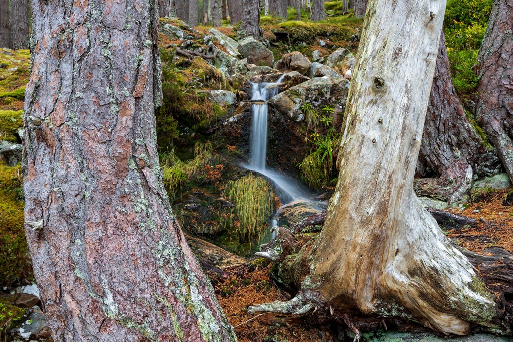 Two large trees frame a small falls
