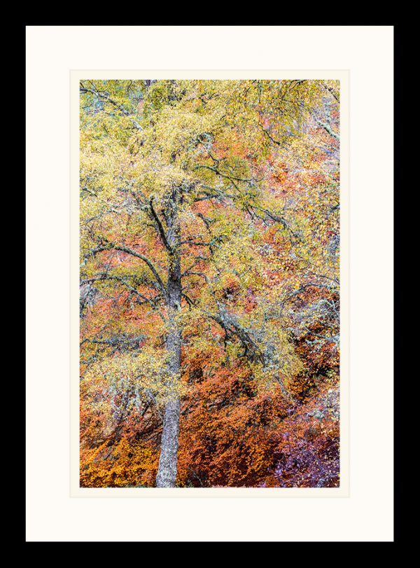 Beech and Birch