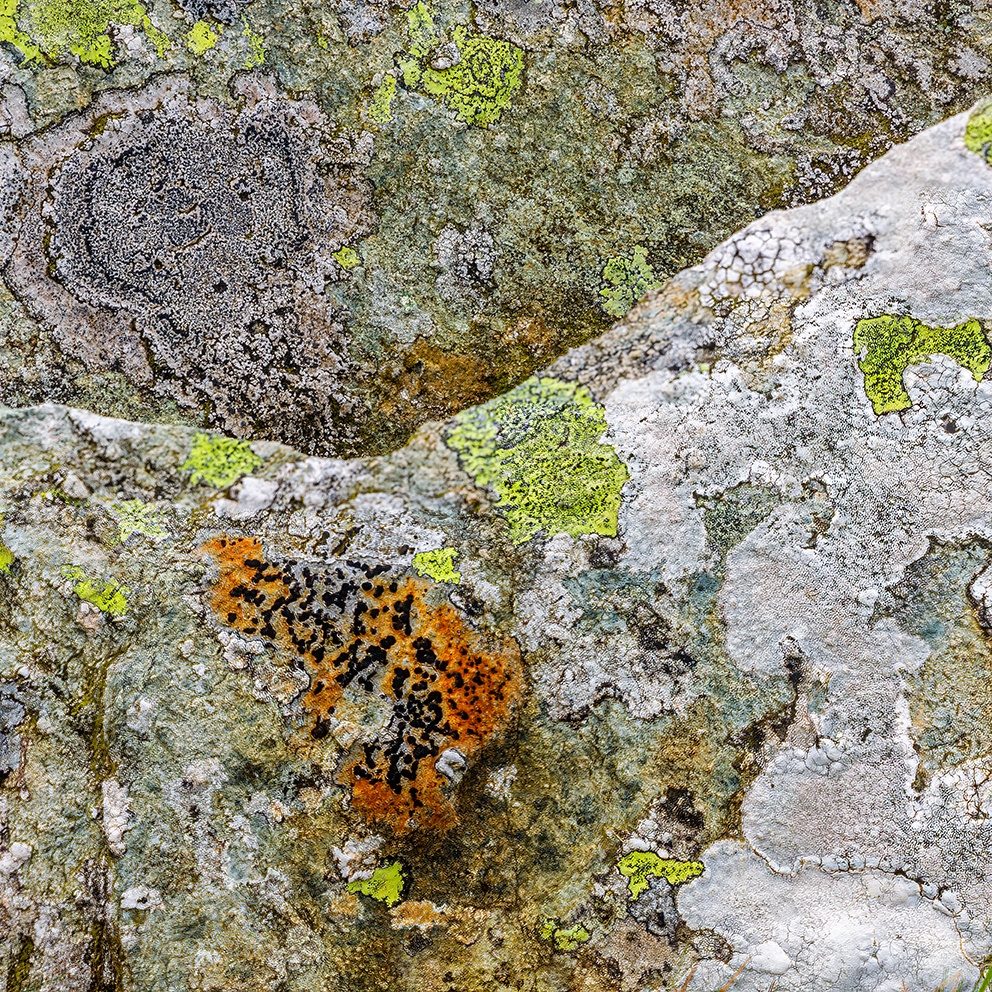 Lichen at Dalehead
