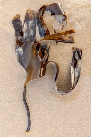 Kelp and sand