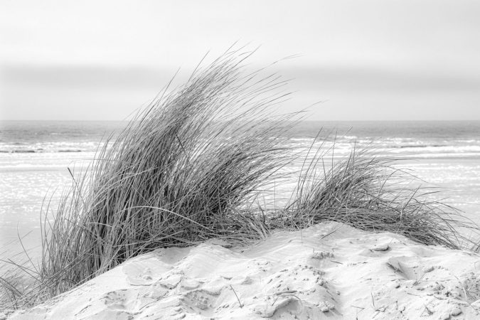 Grass in sand dune