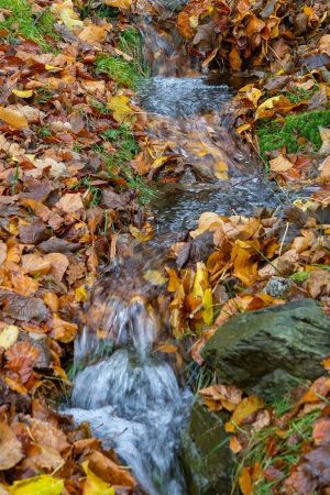 Leaves and stream