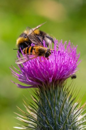 Bee and Hover Fly on thistle