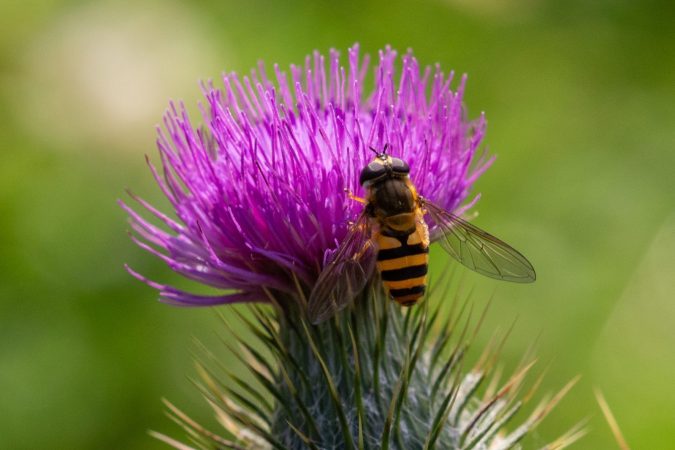Hover Fly on Thistle