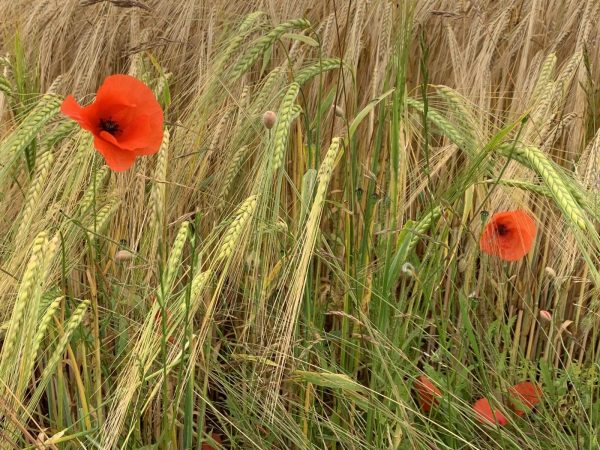 Poppies in the Barley