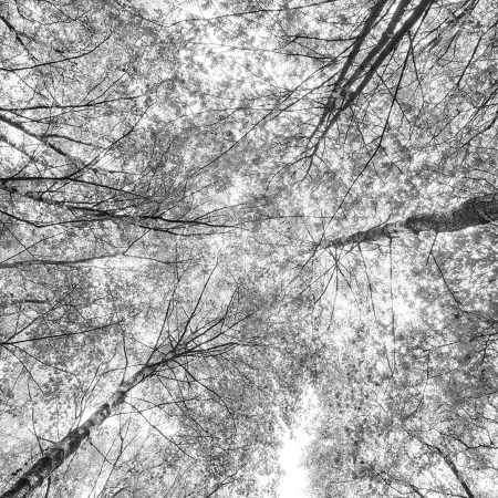 Looking up
