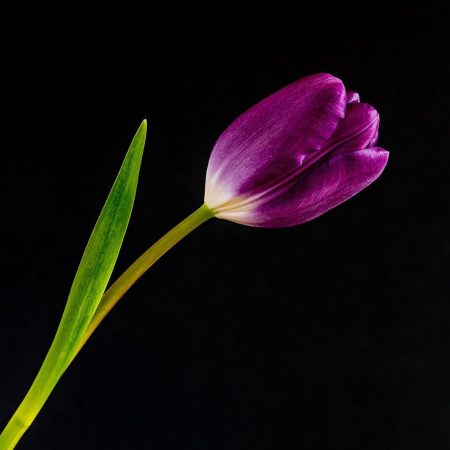 Flowers Purple tulip