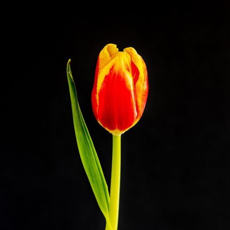 Flowers Orange tulip