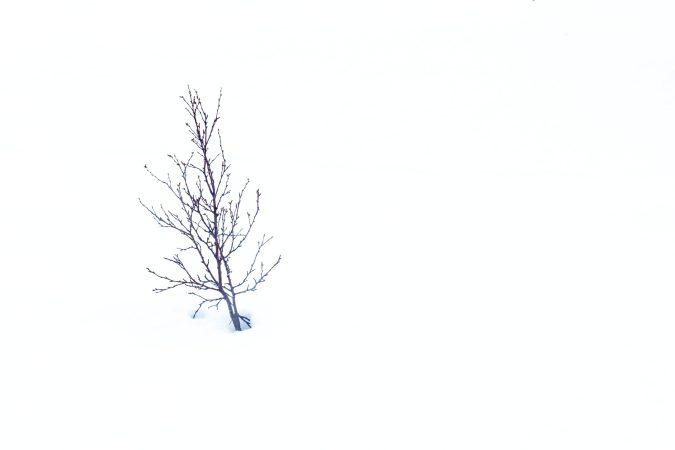 Bush in snow
