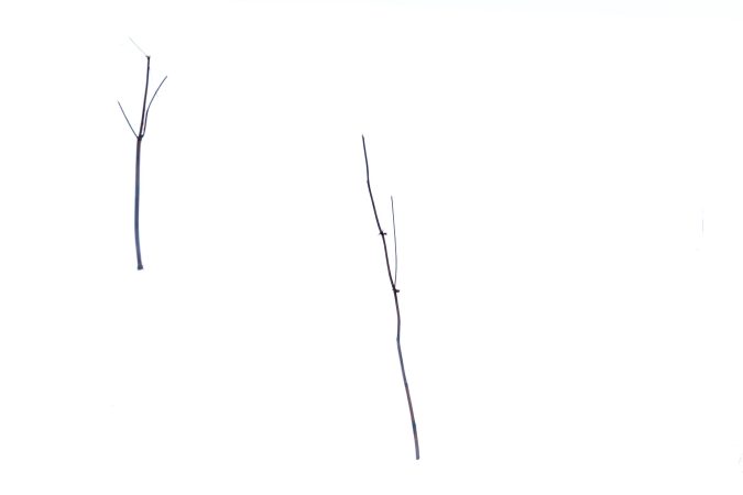Twigs in snow