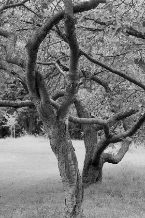 Gnarled