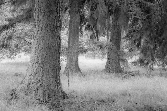 Woodland in mono