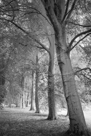 Avenue of trees