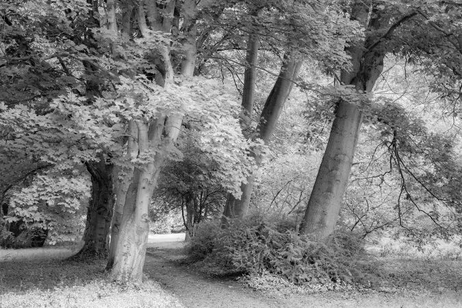 Path through the trees