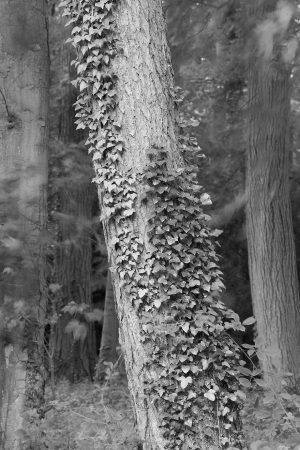 Ivy climbs up a tree