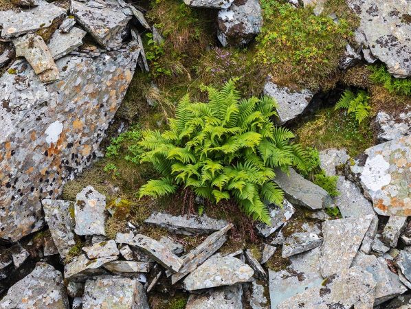 Slate and Fern, Honister, The Lake District