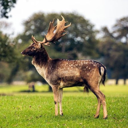Magnificent Stag