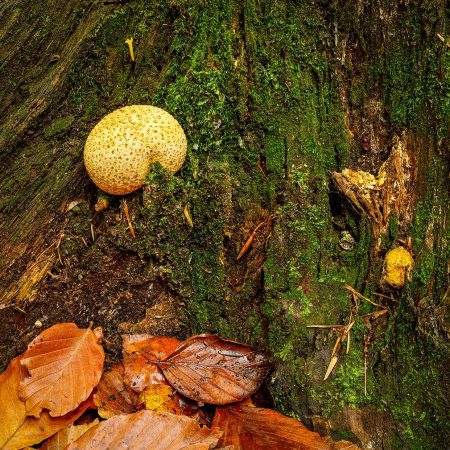 Fungi on trunk