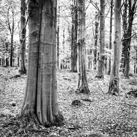 Monochrome trees