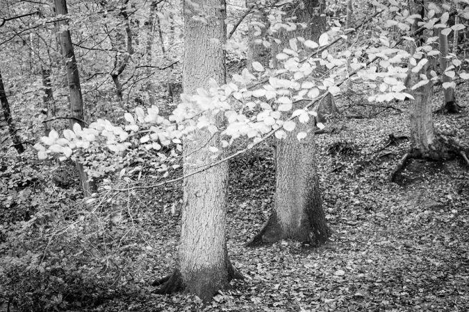 Leaves and trees