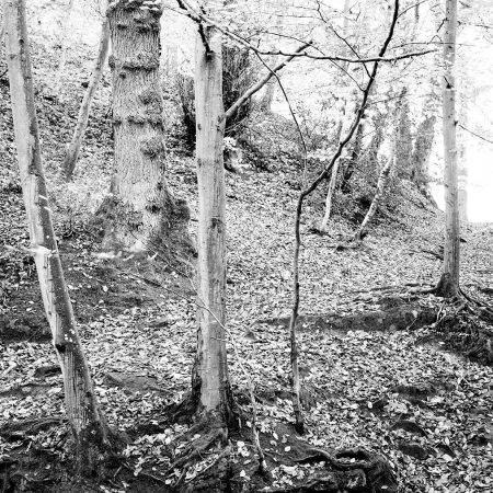 Mono woodland
