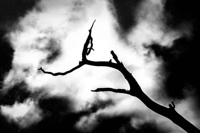 Abstract image of tree branch