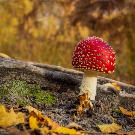 Fly Agaric