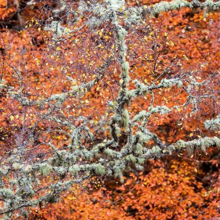 Lichen in front og beech leaves