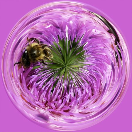 Bee on flower PSC056