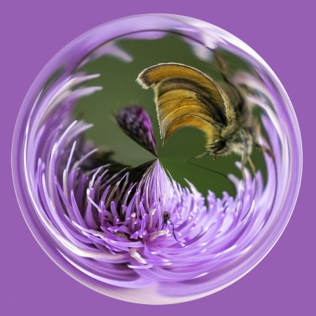 Butterfly on thistle PSC012