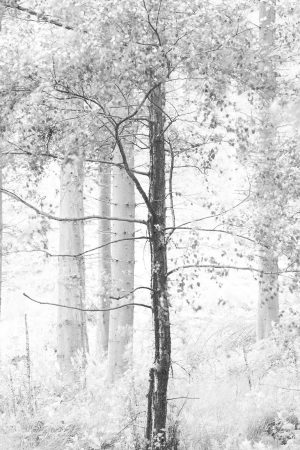 Single Tree in monochrome