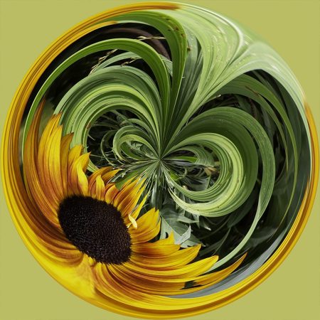 Sunflower PSC044